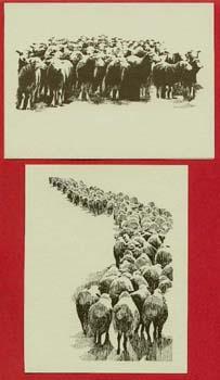 NC48 "Waiting Sheep", NC49 "Sheep March"